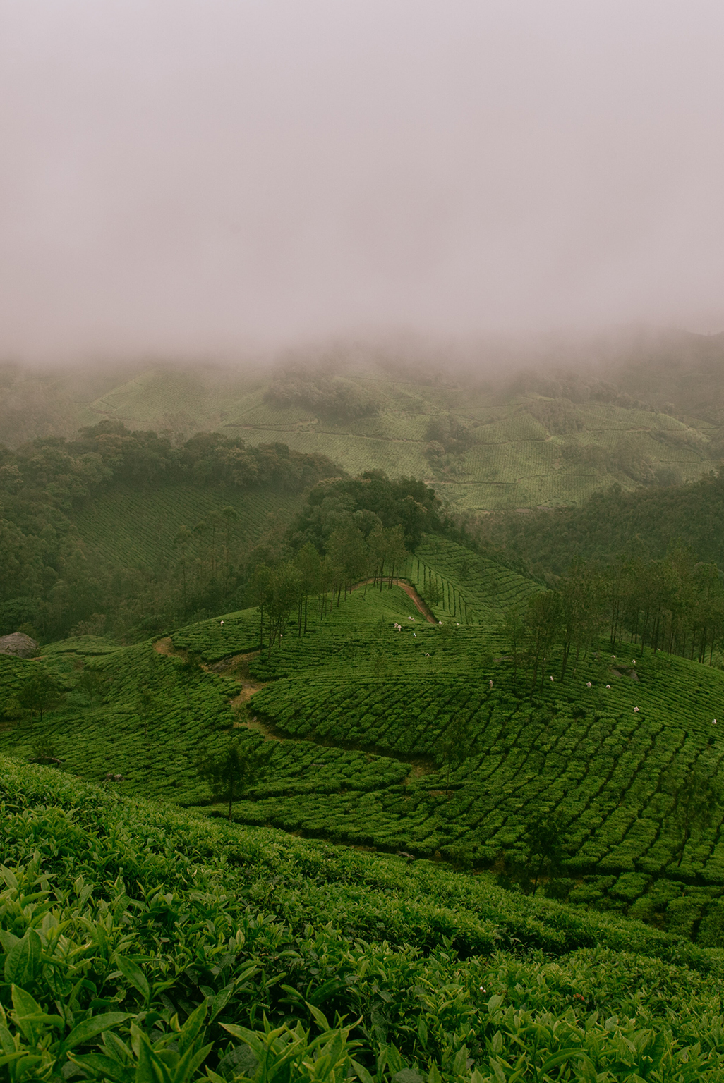 Indian Tea Farm